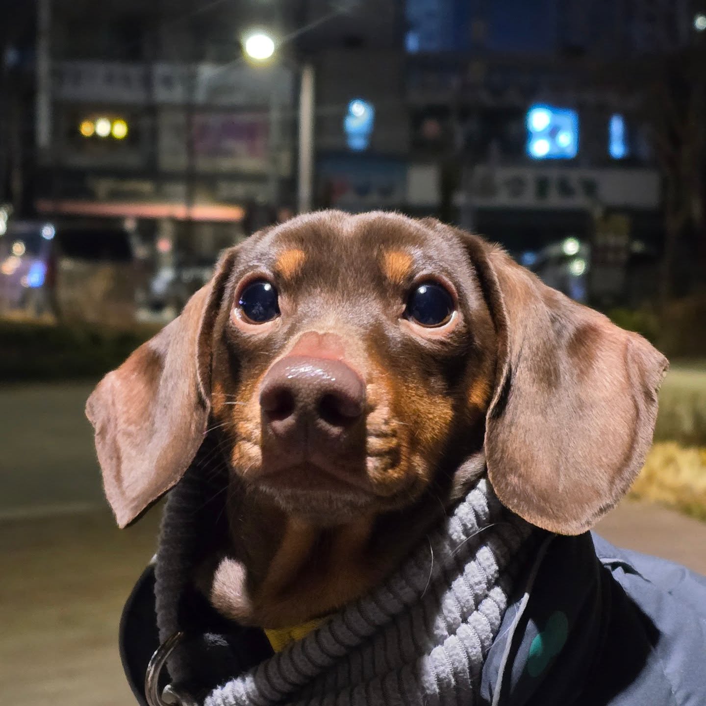 2025.1.12 호빵이 저녁 산책일지🐕

1-2, 오구오구 이쁜 두식이 나왔쪄요~ 둥가둥가 사랑둥이😚
3, 다같이~ #양천공원
4-8, ♡설이 두식이 꼬비 호빵♡
9-10, 호빵빵이~ 꼬비이모 기달리는 거지?!ㅋㅋㅋ
11, 꼬비야~ 간식이 아니라서 미안🤣🤣
12, 털 빗고~ 귀청소 하구~ 치카치카 하구~🥲🥲
13, 다했으니! 눈나만 먹지말구 나도 간식 줘!! 배!!!

❤️

#hobbang_world #호빵월드 #송호빵💕 #어린양🐑 #복실이🐶 #저녁산책🌙 #산책일지🐾 #그룹산책🐕 #양천공원 #펫핑 #양천구반려견순찰대

hi.petping