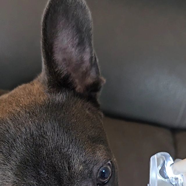 E 🤍 J 🖤 T 🩶 T on Instagram: "강아지/고양이 발톱을 쉽게 깎을 수 있는
🐾꽁냥꽁냥제이 LED 발톱깎이🐾

내장된 LED 라이트는 발톱 내부의 혈관을
쉽게 확인할 수 있게 해주어,
실수로 혈관을 다치는 것을 방지합니다👍
특히 우리 아이들은 검정색 발톱이라 혈관을 보기가
너무 어려웠는데 이 제품을 사용하고부터는
아이들 발톱을 쉽게 관리해줄 수 있어 좋아요😚

손잡이는 인체공학적으로 설계되어
편안한 그립감을 제공하며, 미끄럼 방지 기능이 있어
사용 시 안정감을 줍니다🩷
반달 모양의 고강도 스테인리스 스틸 칼날은
오랫동안 날카로움을 유지하며,
부드럽고 깨끗한 절단이 가능합니다👏
게다가 발톱 보관함이 달려있어 자른 발톱은
여기저기 튀지 않고 깔끔하게 한곳에 모입니다✨️

기존 사용하던 발톱깎이는 소리가 커서
발톱을 잘라야할때마다 아이들이 겁을 먹곤했는데
발톱깎이는 소음이 적어 반려견이 스트레스를 덜 받게 해주며,
안전 잠금 장치가 있어 사용 후 보관 시 안전합니다👌
발톱 손질용 버퍼도 내장되어있어서 
부드러운 마무리까지 가능해요🤍

반려견의 발톱을 세심고 안전하게 관리하고 싶은
모든 반려인들에게 필수적인 아이템으로 추천합니다🤗

#광고 #led발톱깎이
#꽁냥꽁냥제이강아지발톱깎이
#꽁냥꽁냥제이고양이발톱깎기
#강아지발톱깎이추천
#고양이발톱깎이추천
#강아지발톱갈이
#고양이발톱갈이"