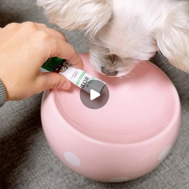 😽💋 on Instagram: "#광고
먹고 난 후에 입가 주변에 묻은 노란영양제가 그렇게 귀여워보일 수가 없어요!! 얼마나 야무지게 맛있게 먹던지..!!

저희집 아가들은 9~10살의 노령견들이라 최근들어 먹는거에 더 신경쓰고 있는데요, 단순히 사료만 신경쓰기 보다 영양제를 신경써서 챙겨주는게 좋겠더라구요!

그래서 준비한게 바로 #강아지종합영양제 #산삼먹은강아지
얼마나 기호성이 좋은지 서로 먹겠다고 정신이 없습니다 :)

통오리를 베이스로, 산삼 및 산삼배양근 혼합분말이 함유되어 있어서 부족한 영양을 알차게 채워줄 수 있어요! 그외에 댕이들 건강 케어에 도움을 줄 성분들이 알차게 채워져 있기 때문에 기분 좋게 급여 가능하답니다- 노견일수록 더더욱 건강관리에 신경써줘야 하는데, 어떤 영양을 챙겨줘야 할지 난감하시다면! 기호성 좋은 산삼먹은 강아지 먹여봐요~

#강아지영양제 #노령견영양제 #노견영양제 #강아지영양제추천 #노령견영양제추천 #노견영양제추천 #강아지종합영양제추천"