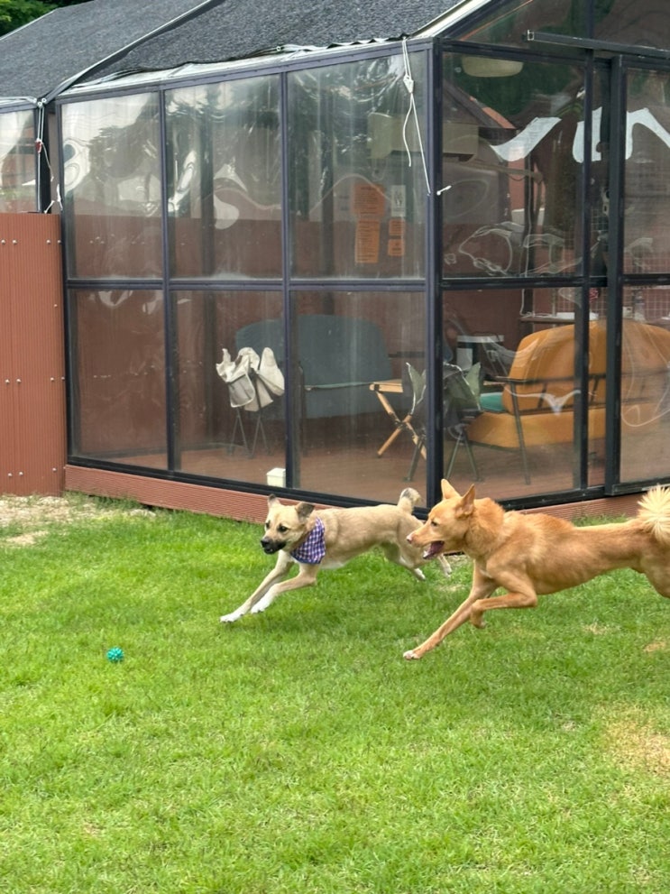 서울근교 강아지 운동장 대관🐶견종제한 없는 양평애견운동장 후기