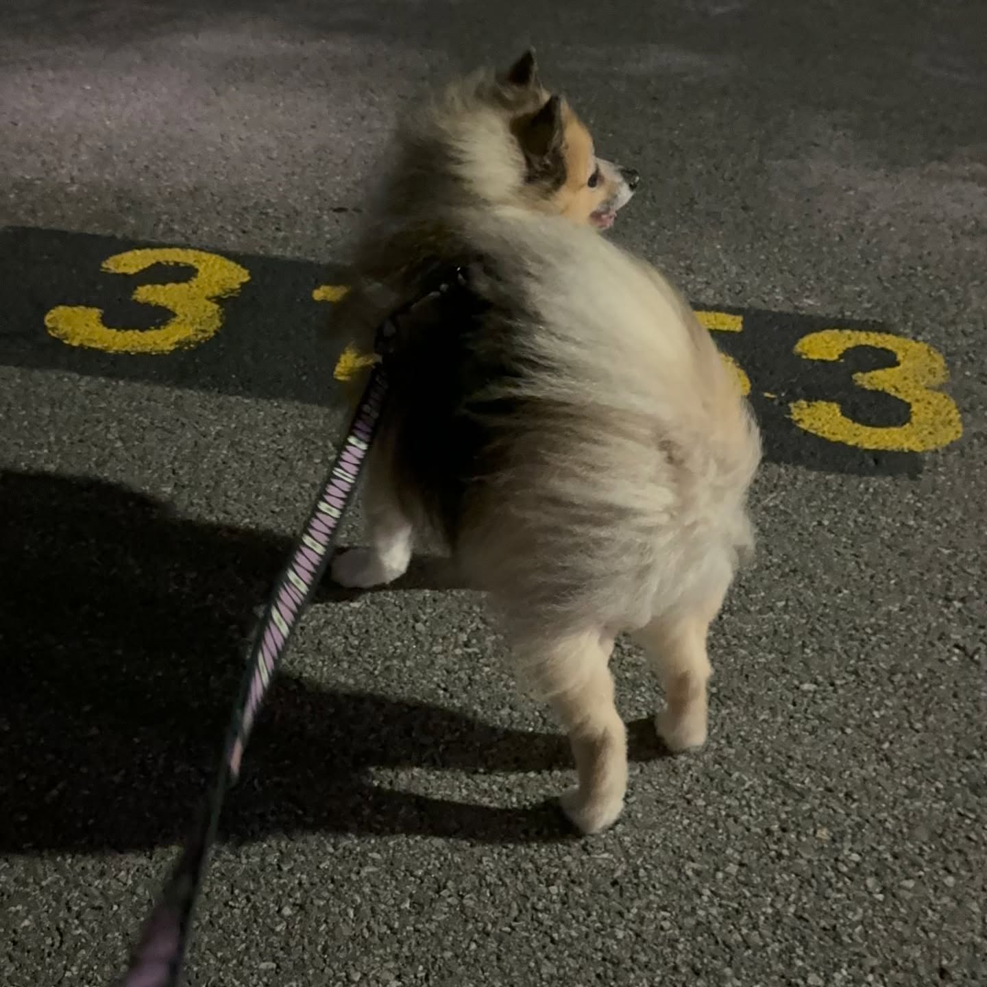 비오기 3분전
샴이 날이가게써🌪️🌪️