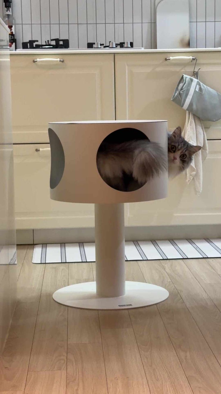 인테리어를 해치지 않는 고양이 용품 너즐