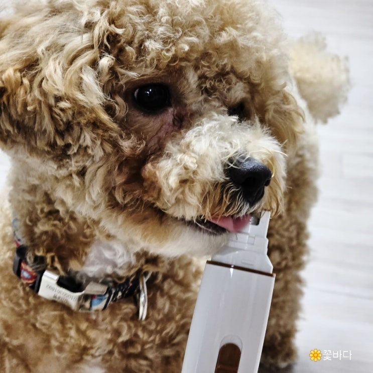 강아지 발톱 깍기 그라인더 갈이 꽁냥꽁냥제이 제품 사용후기