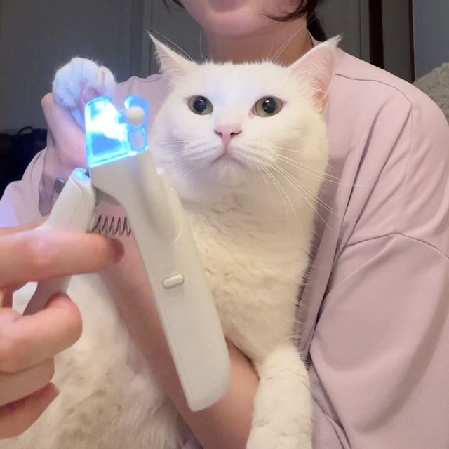 밤이랑솜이랑 on Instagram: "#협찬 귀여운 밤이솜이가 #꽁냥꽁냥제이 #고양이발톱깎기 리뷰를 가지고 왔어요. 요즘 발톱관리에 집중하고 있는데 이렇게 좋은 제품 사용할 기회가 생겨서 좋았