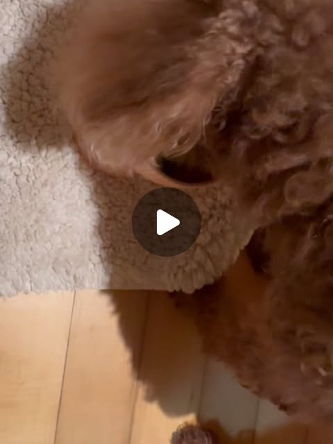 로로 • Dailylog 🤍 on Instagram: "#광고 
내가 17살 때부터 함께한
나의 첫 가나디, 포도 🐶
우리 포도가 벌써 13세라니…

요즘 들어 체력도 예전만 못해서
먹는 것부터 잠자는 모습까지 하나하나
더 살피게 되더라구요🥹💛

그래서 이번에 노령견 전용 종합영양제 
‘산삼먹은강아지’로 바꿔봤어요.

✨ 산삼 성분이 함유된 최초 제품이라는 점이
가장 크게 끌렸고 피부·눈·관절·장까지 노령견에게
꼭 필요한 부분을 한 번에 챙겨줄 수 있는 점이
마음에 들었어요—

기호성도 좋아서 스스로 와서 먹으려고 해요🥹💚
아이에게 처음 주는 영양제인데 
거부감 없이 냠냠 잘 먹어줘서 더 안심!

우리 포도처럼 나이가 있는 친구들은
작은 변화에도 컨디션이 훅 떨어지니까
요즘은 하루 한 번 꾸준히 챙겨주는 중이에요.

오래오래 건강하게 함께하자 우리 강아지 🐶🌿

#강아지영양제 #강아지종합영양제 
#노령견영양제 #노견영양제 #산삼먹은강아지"