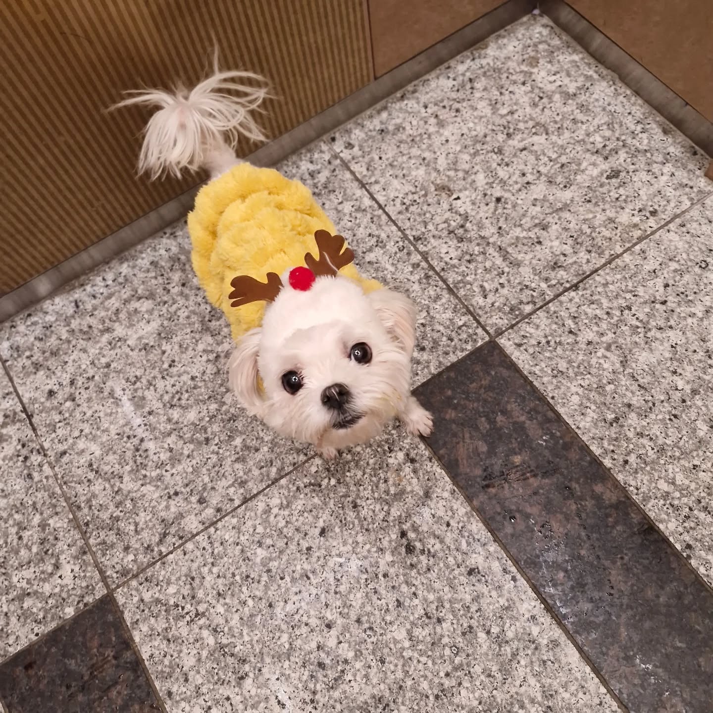 강아지 후리스와 루돌프 모자 넘 귀요미♡
옷 입는 거 싫어히지만 겨울에는 입어야지!
얼굴털 정리하고 모자 쓰면 정말
예쁘겠다.
산책 나갔다가 바로 집으로 도망가는 세랑~~

#강아지옷 #강아지산책 #강아지후리스 #강아지모자
#네이버쇼핑 #우린모먼트