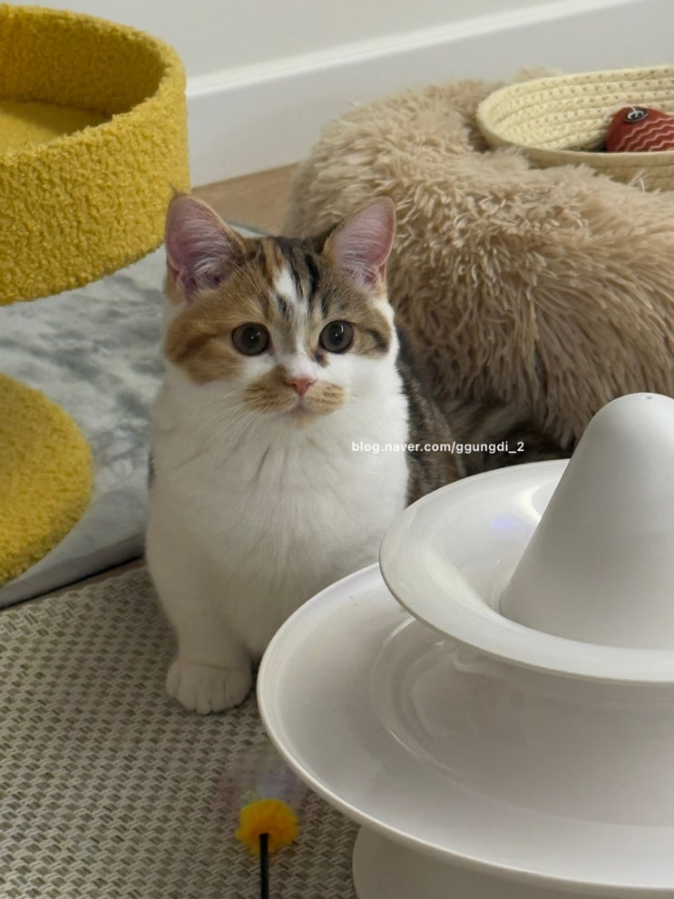 가성비 고양이 강아지 멀티 브러쉬 빗 슬리커 추천