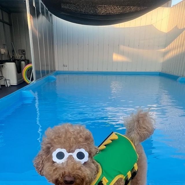 내이름은 바르🐶 on Instagram: "#광고
🐶바르가 댕댕룡 강아지 구명조끼를 입어봤오🐶

요즘 너무 덥지 친구들아…
바르는 수영을 아주 좋아하는 물친넘이거등💗
동네 애견카페에서도 물만보면 뛰어들어가는 나를 위해 댕댕룡 강아지 구명조끼를 입어보았오👍🏻

💛  먼저 댕댕룡 강아지 구명조끼는 공룡모양으로 완전 시선강탈!
💛 수영을 못하는 친구를위해 얼굴이 꼬르륵 들어가지말라고 벨크로 찍찍이로 탈부착 가능한 턱받이가 있오
💛 뒤쪽에 리드줄 연결가능 고리가 있어서 계곡, 바다를 가도 안전하게 다닐수 있어
💛 목, 배2개 사이즈 조절이 가능한 버클이 있어서 사이즈 조절이 쉬워
💛 공룡모양 손잡이로 귀여움을 장착할수 있지 헿

바르는 자주가는 애견카페 수영장을 갔는데 물이 깊어서 바르 키보다 물이 높더라구🥹
댕댕룡 구명조끼를 입고 수영을하니까 중간에 힘이 빠져서 꼬르륵 들어가는 일이 없어서 안전하더라구👍🏻
그리고 무엇보다 너무 귀엽고 바르랑 잘어울려서 완전 좋아
계곡 놀러갈때도 안전을위해 댕댕룡 구명조끼를 입고 갈 예정이얌
구명조끼 찾는 친구들은 댕댕룡 구명조끼 추천할게💗

#강아지구명조끼#강아지수영복#댕댕룡"