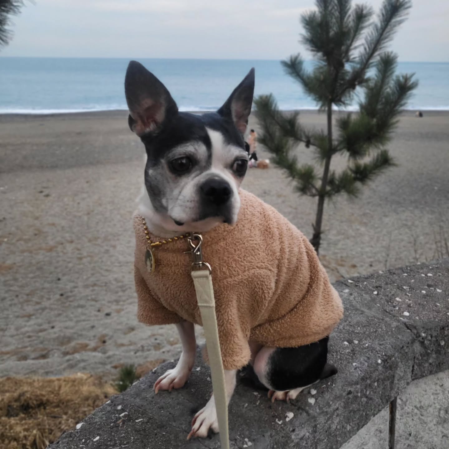 오늘도 우리말고 다 관심있어하는 우리개

#개오월 #보스턴테리어
#bostonterrier #강아지귀여워
