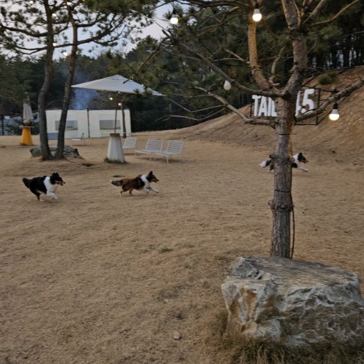 2024.12.31까지 써야 할 쿠폰이 있어서.. 바로 달려가긔🐕
-tail45_official

살찐 돼지들 때문에 오랜만에 대형견존 
12~14kg ×2