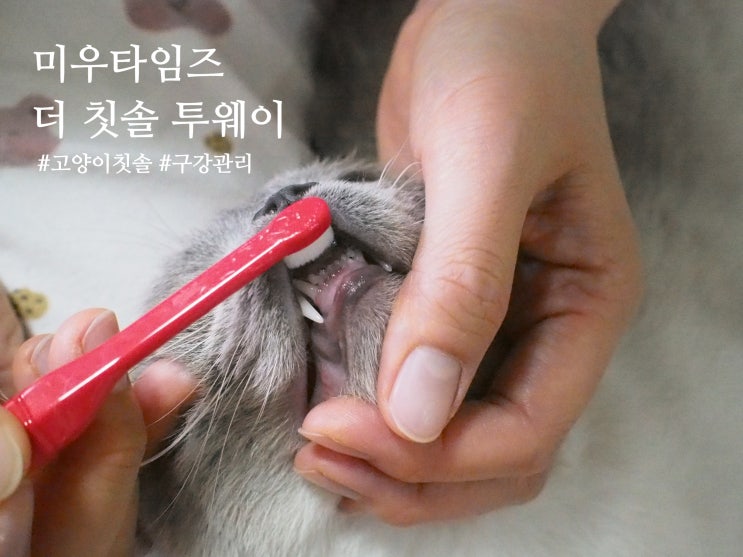 미우타임즈 고양이 칫솔 추천 강아지 양치 치석제거 초미세모칫솔