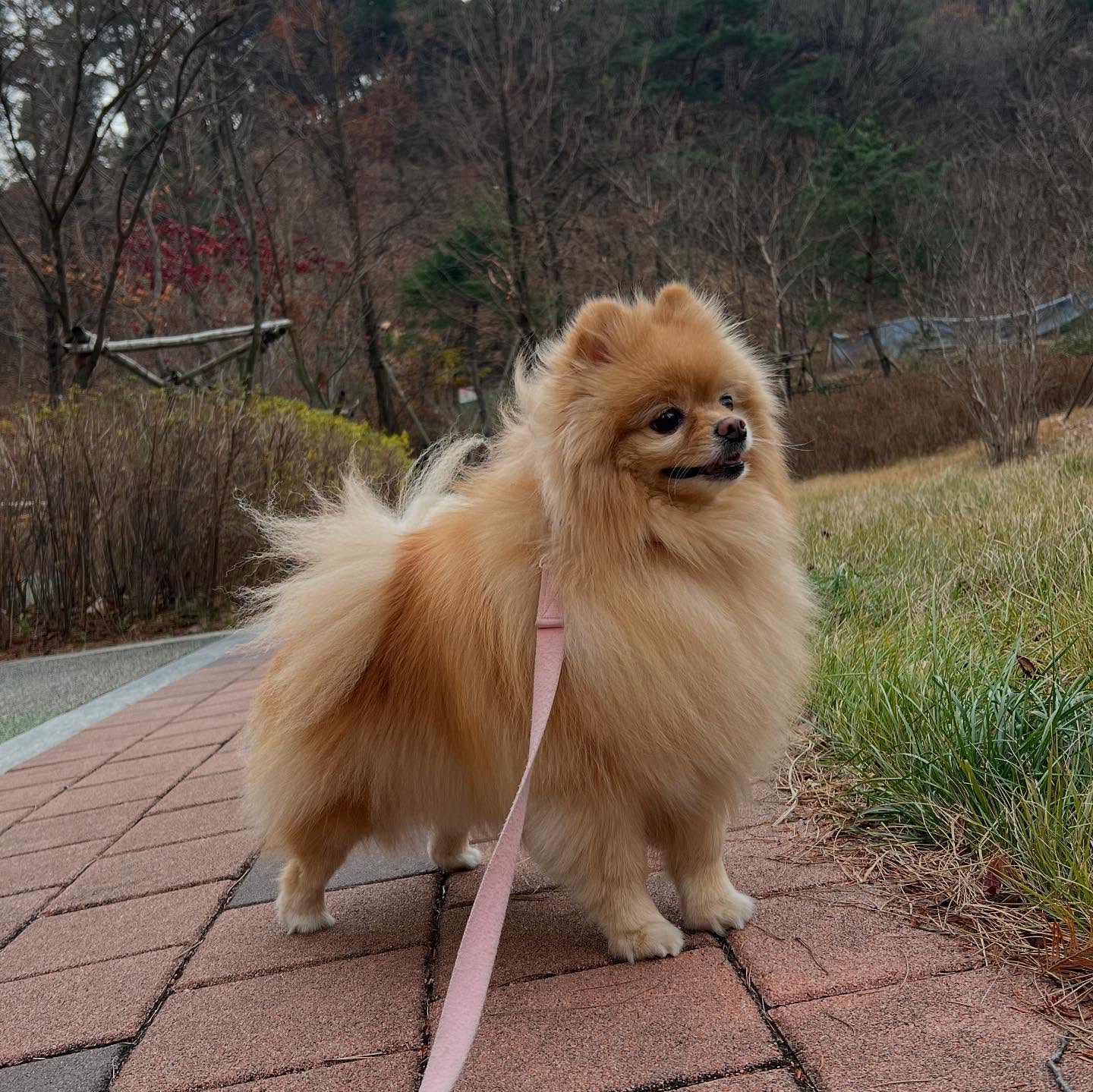 F/W에 어울리는 멋진 털을 가진 용맹 보리🦁
