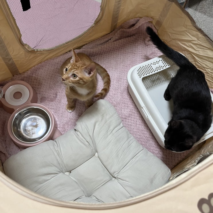 고양이 숨숨집 반려동물 접이식 텐트하우스 XL