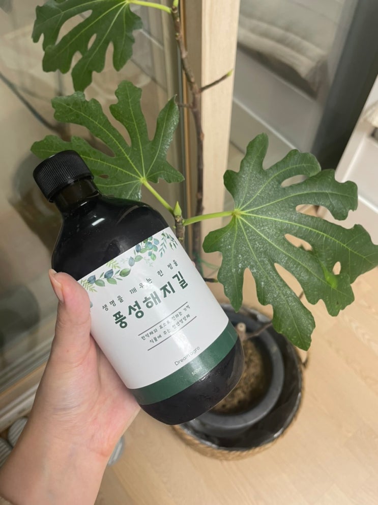 일상 주저리) 4년차 식집사의 겨울철 고뇌 : 드림아그로 천연 효소 식물영양제로 우리집 화분 풍성해지길