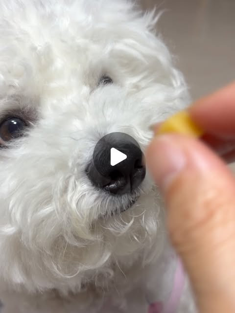 규니맘 on Instagram: "#광고 요즘 우리 두부....혼자 있는 시간이 자주 있어 스트레스 받을까봐 걱정인데 강아지 심신안정에 도움을 주는 릴렉스펫 마음쉼표트릿 간식 덕분에 걱정 no~no~ 유기농