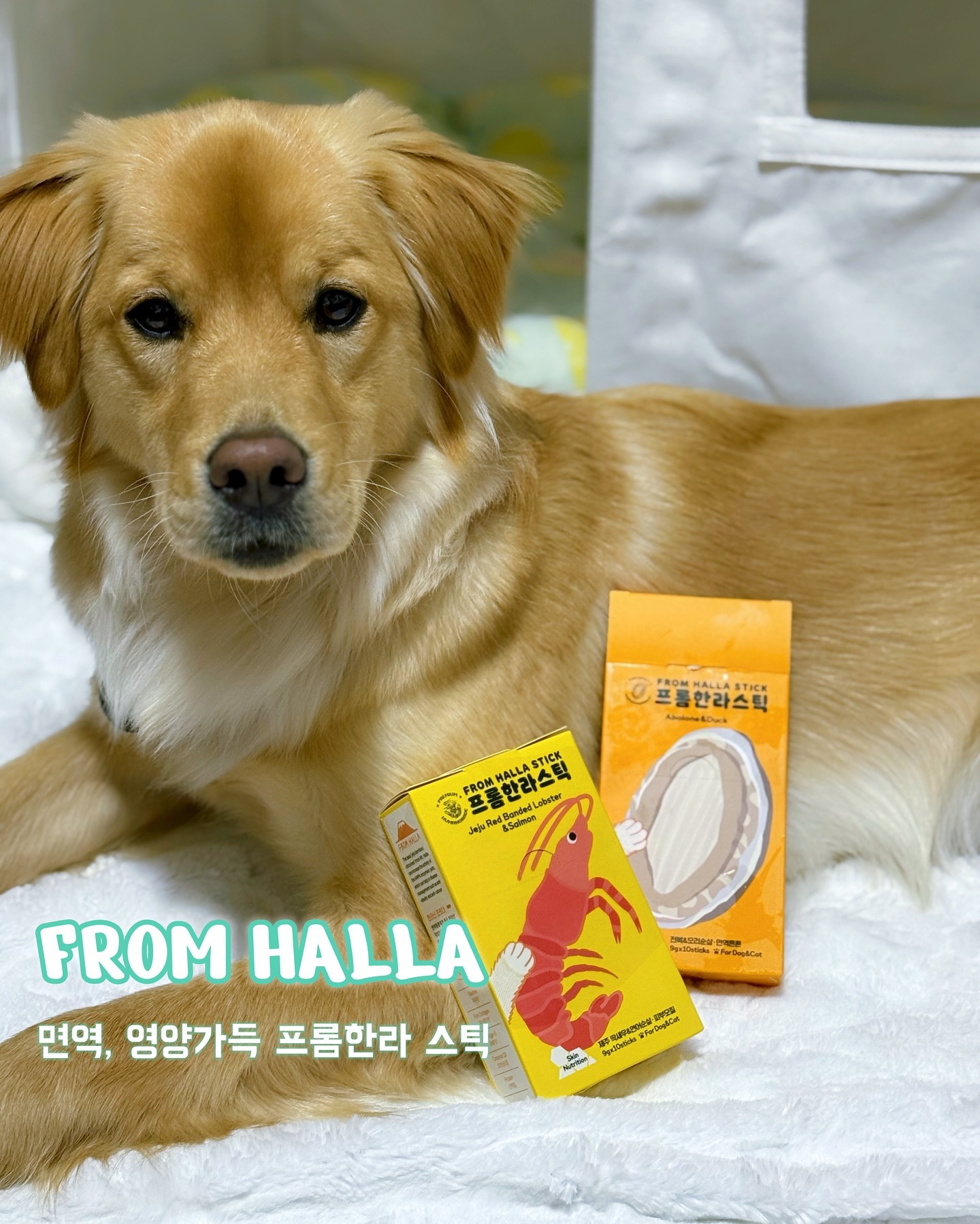 #제품제공 

맛과 영양을 한 번에 사로잡은 프롬한라스틱! 고양이 친구도 함께🤍

• 프롬한라스틱 제주 딱새우&연어 순살 | 전복&오리 순살

제주 딱새우&연어 순살 🦐🍣
- 딱새우와 연어순살, 고구마, 단호박 배합으로 기호성 만족도 up!
- 피부와 모질 건강케어
( 타우린, 피쉬콜라겐, 오메가3, 코코넛 오일 피모영양소 함유)

제주 전복&오리 순살 
- 국내 최초 청정 제주 특산품 전복 순살 함유
- 면역강화에 도움 💪
( 타우린, 미네랄, 아미노산, 비타민C,D 면역 영양소 함유 )

덕이는 새우와 코코넛오일을 너무너무 좋아하는데!
2개를 한번에 먹고! 느낄 수 있어서 좋았어🤍🥥

개인적으로 2개 다 추천!!
먹으면 먹을 수록 더더 건강해지니까 모두 먹쟈🐶🐱

from_halla 🤍

#협찬 #프롬한라스틱딱새우 #프롬한라스틱전복 #프롬한라 
#프롬한라스틱 #강아지간식 #고양이간식 #고양이영양제 
#강아지영양제