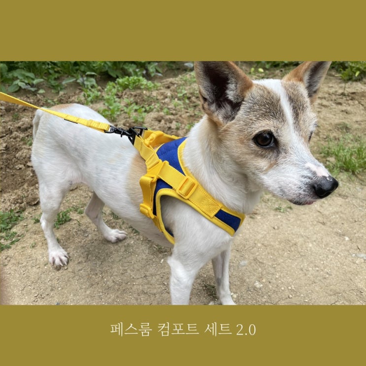 강아지 하네스&리드줄 추천 :: 페스룸 컴포트 하네스&리드줄