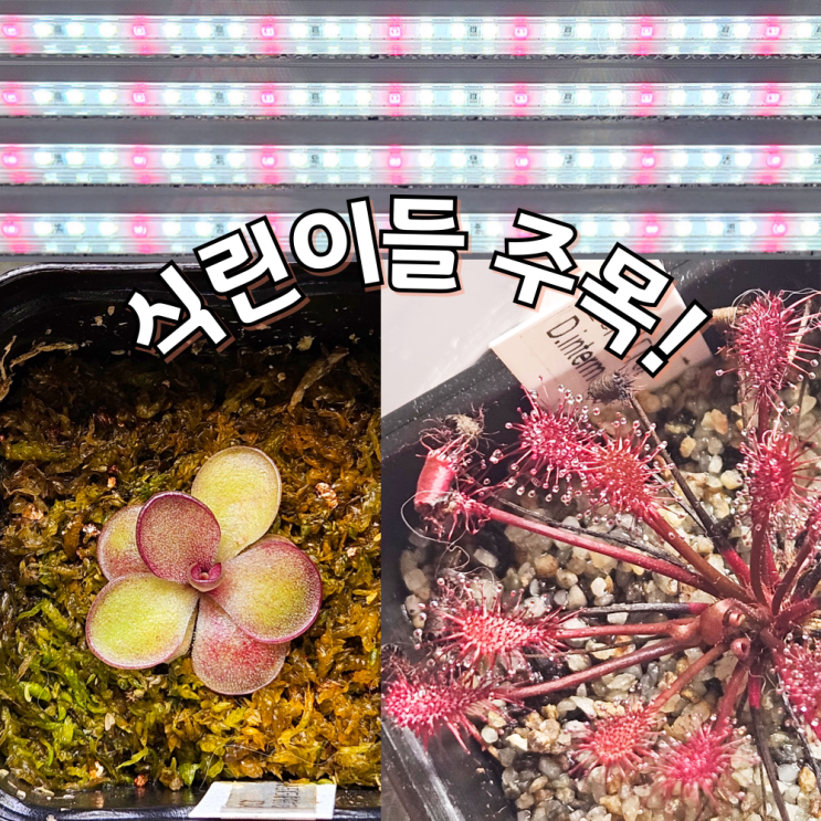풀나옴 식물등 바 재배등 식물 성장 식물재배용LED