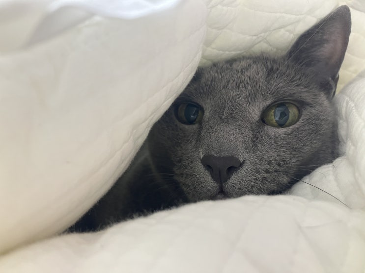 페스룸 리터프로 집사필수템 고양이 화장냄새 차단 신박템 후기