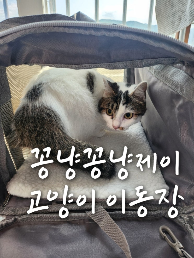 꽁냥꽁냥제이 고양이가 편안해하는 고양이 이동장