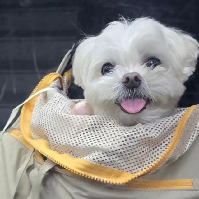 도리 🐶 on Instagram: "#광고 꽁냥꽁냥제이에서 선물을 보내주셨어욤💛 색상도 예쁘고 무엇보다 가방도 가벼워서 슬링백으로 안성맞춤👍 도리가 가방안에서 편안해하고 즐거워하니 앞으로