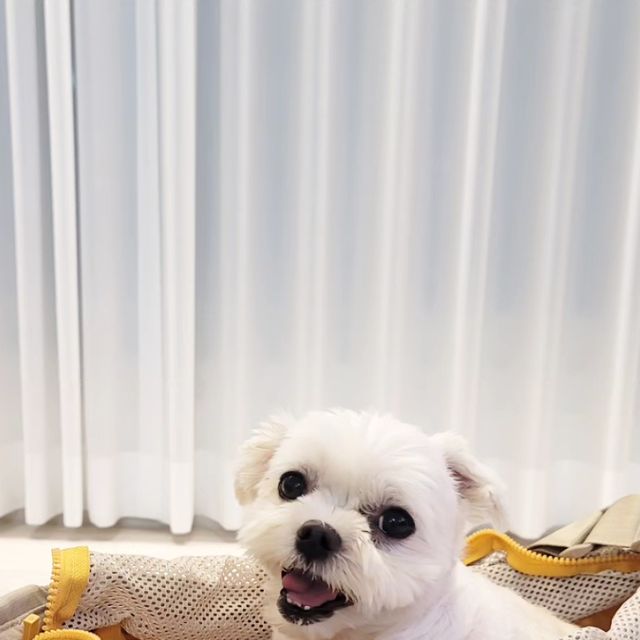 Yunhye Lee / yunhye💙 on Instagram: "#광고 이번 제주도여행을 앞두고 둥이 몸무게 4kg 과 각종 짐, 그리고 가방까지 들고 이동한다 생각하면 진짜 막막 했었는데 세상 가벼운 기내용 이동가방 발견!