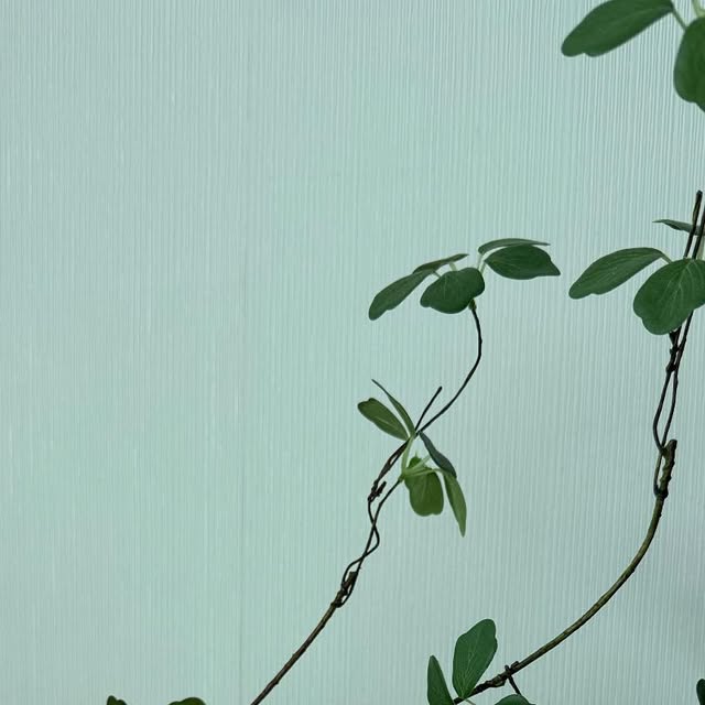 k on Instagram: "#협찬 지그비 잇몸케어치약
하루 3번 필수로 해야하는 칫솔질!! 치약도 좋은거 써야하잖아요~
잇몸까지 생각하며 꼼꼼히 만든 지그비 잇몸케어치약.
아침에 잇몸이 자주 붓는 사람들, 예민한 잇몸을 가진분들, 양치할때 잇몸에서 피가나는분들에게 추천해요! 
고불소치약에 프로폴리스함유로 치은염케어까지. 순한 자연유래성분이 대부분이라 안심하고 사용해보세여~~
#치약추천
#잇몸케어치약
#지그비치약
#지그비"