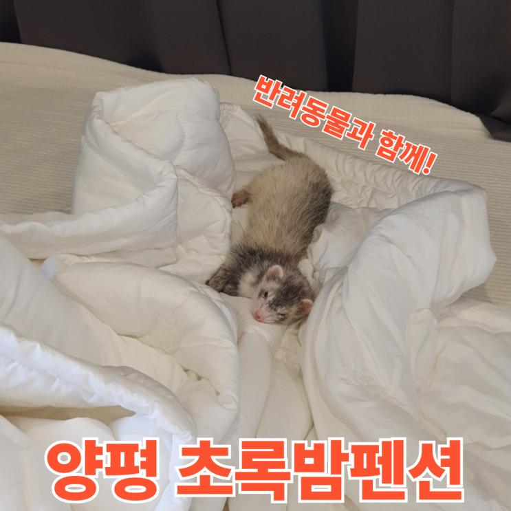 양평풀빌라펜션 초록밤펜션 4인 가족, 페럿과 함께한 여행