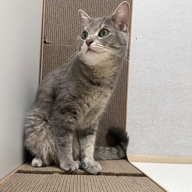 [고양이 스크래쳐 추천] L자 수직형 스크래쳐로 편안하게!