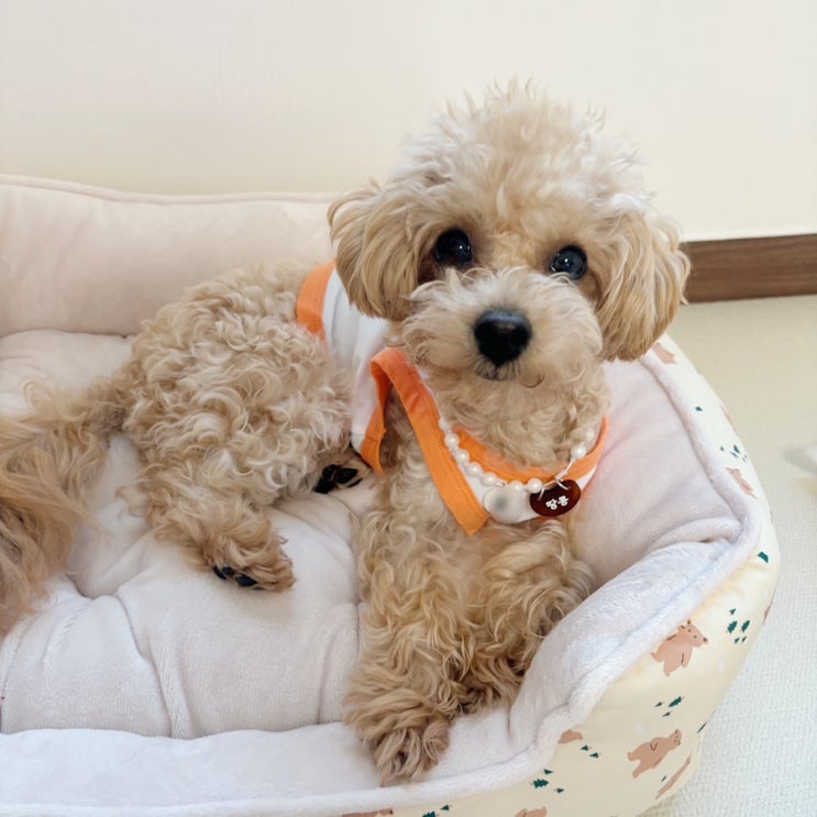 강아지 인식표 목걸이 반려견 필수품