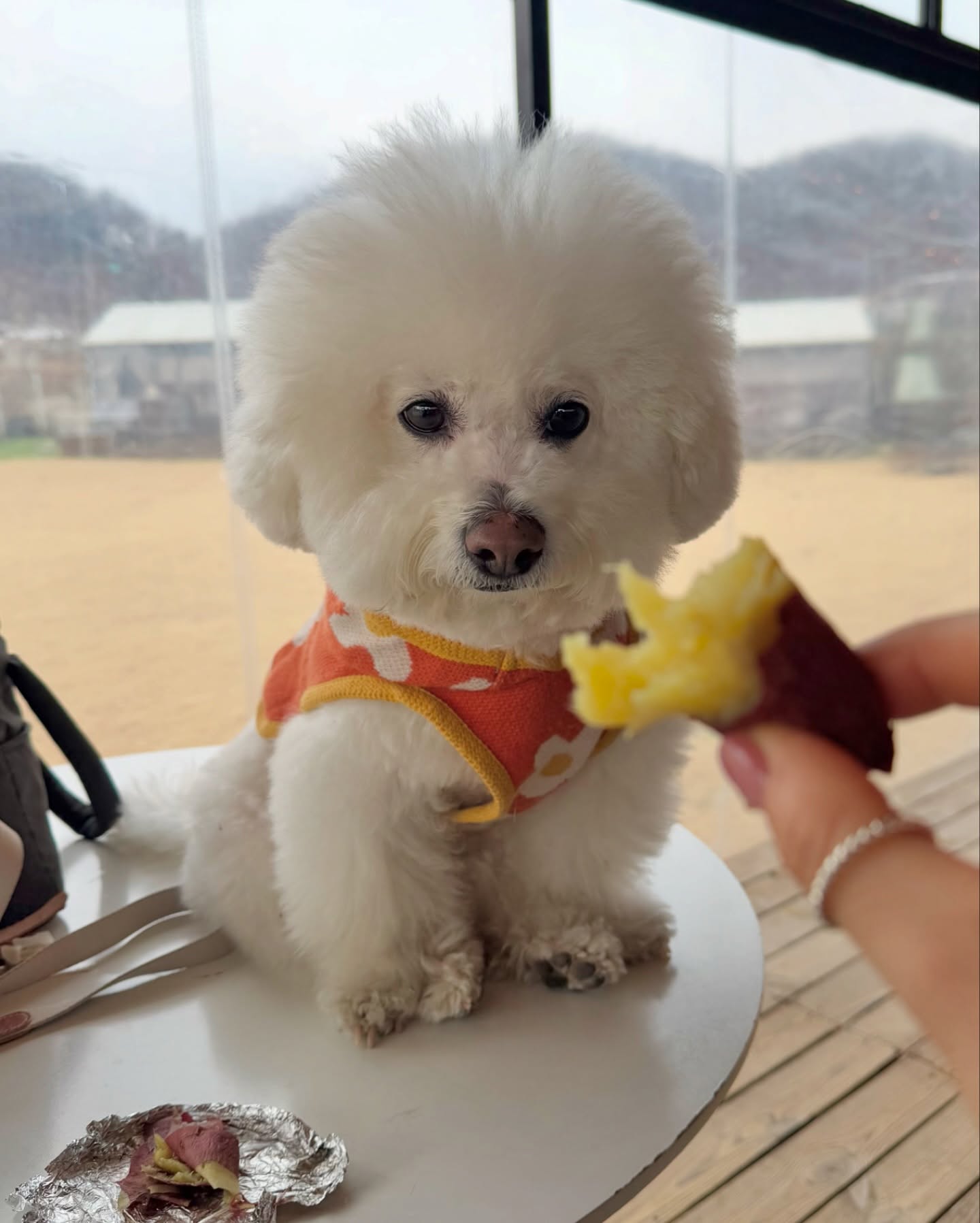 -
새벽 6시부터 시작한 오늘은 하루🌟
엄마한테 가는데 3시간/ 집오는길 1시간30분 ㅋㅋㅋ
집가기 아쉬워서 여주에서 뛰뛰하는데
첨엔 멍푸치노 없다해서 세상 하늘이 무너지던 푸짐쓰😭
알고보니 메뉴에만 없고 멍푸가 잇다네!!!!!!!!!!!🤘🏻
멍푸 먹고 실컷 놀고 자기 다놀았다고 피건하데 ㅋㅋㅋㅋㅋ
오늘 하루 가득 채운 알찬 하루🫶🏻
모두 운전 조심하시고 새해 복 왕창 받으세횽🧡
.
.
#푸푸일상