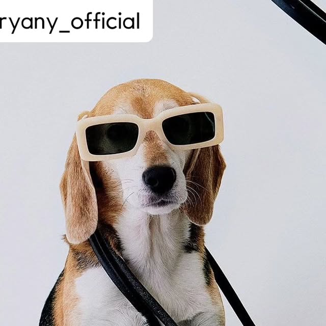 비글 양푼이 on Instagram: "푼이는 롹스타🔥 드디어 최종본이 나와서 쓕스럽지만 리그램해봅니댜📷🐶 

- @oryany_official 
the Rock Star💪
#오야니 #oryany #theRockstar"