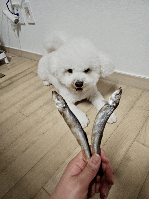 강아지 보양식 추천! 견강하개 열빙어 꽃분이 동결건조간식