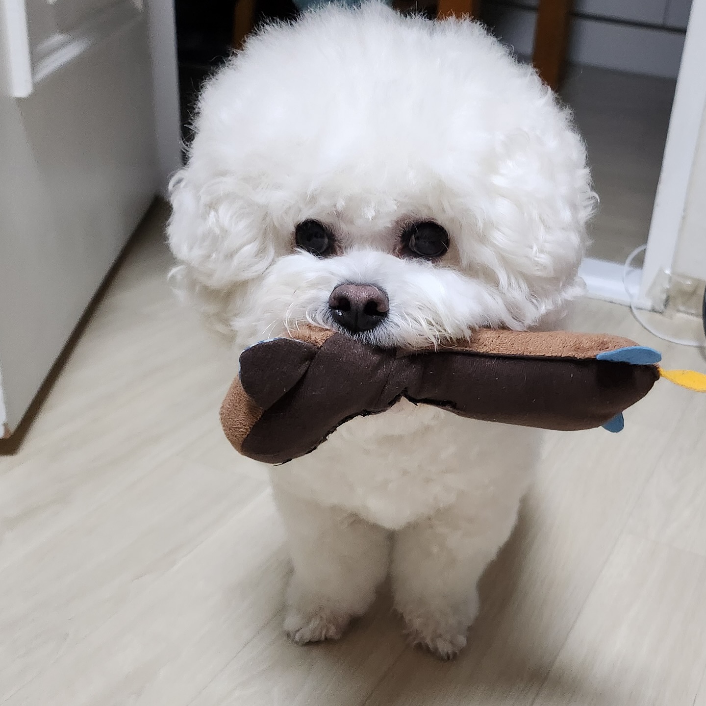 _#비숑프리제 #밤만되면이뻐지는 
내새끼지만 넘 이쁘네✨