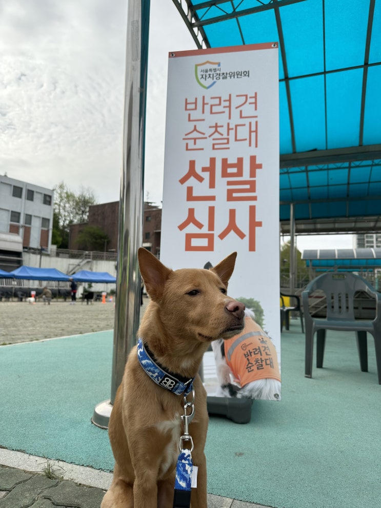 반려견 순찰대 되는 방법과 하는 업무 정리본 ✨