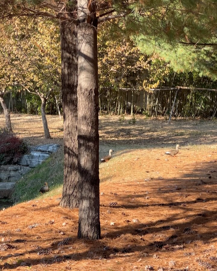 내가 포착한 동화같은 순간 🦢🍂

#양산숨은명소 #동화같은풍경