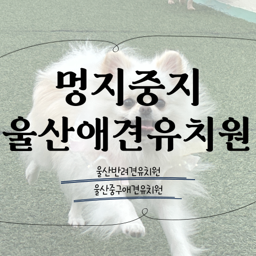 울산애견유치원 울산중구애견유치원 멍지중지 울산반려견유치원