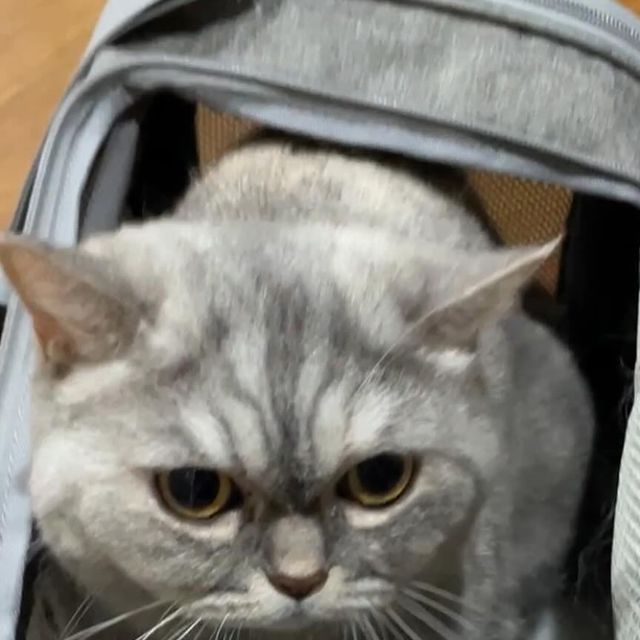 성쥬 | 코덕 핫플 모델 ♥ on Instagram: "병원 가기 싫어하는 완쥬에게 새로운 가방!!!!!! 너 납치된거야 넌 아무것도 모르며 들어가겠지 후후 #광고#꽁냥꽁냥제이#강아지기내용가방#강아지