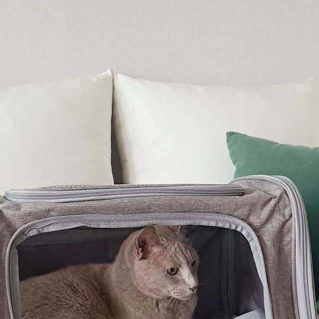 tua on Instagram: "#광고 #꽁냥꽁냥제이 #강아지기내용가방 #강아지이동가방 #강아지이동장 #강아지켄넬 #고양이이동가방 #고양이이동장 #고양이켄넬 #강아지캐리어 #고양이캐리어

구매할 땐 몰랐지만 받아보고 나니 접어서 보관도 가능하다는 장점 발견! 저희집 고냥이는 러시안블루로 회색털인데 털이 붙어도 티 안 나는 회색이라 마음에 들었고요 상부, 전면, 옆면 총 세 면에서 지퍼로 여닫는 게 가능해서 멍냥이가 편한 자세에서 넣고 빼거나 얼굴빼꼼이 가능하다는 점! 

목줄을 했을 때 고정해둘 수 있는 고리도 있고 어깨끈 길이 조절도 가능하고 사이드포켓도 있어서 간단한 소지품도 챙길 수 있는 게 집사의 마음까지 배려한 부분이 마음에 들었습니다. 캐리어 손잡이에 끼워 고정할 수 있는 면도 있어서 함께 여행갈 때도 캐리어 위에 올려둘 수 있어서 사용하기 정말 편해요. 

4.2kg의 저희집 고양이가 안에서 식빵을 굽고 있어도 바닥이 무게로 무너지지 않아 안정감있게 앉아있더라고요. 

제가 사용한 고양이이동장은 네이버에서 [꽁냥꽁냥제이 이동장]을 검색하시면 2만원대라는 아주 합리적인 가격으로 구매하실 수 있답니다 ^^ 

https://smartstore.naver.com/lovelyjay/products/7171439041?open-other-browser=true"