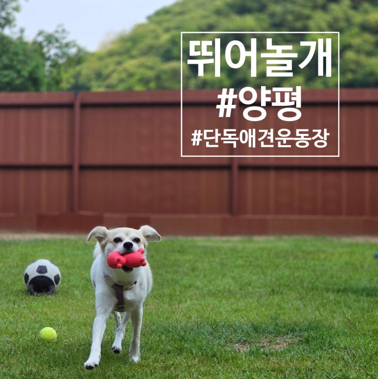 양평애견운동장 뛰어놀개_프라이빗한 단독운동장에서 자유롭게 뛰어놀고 왔어요!