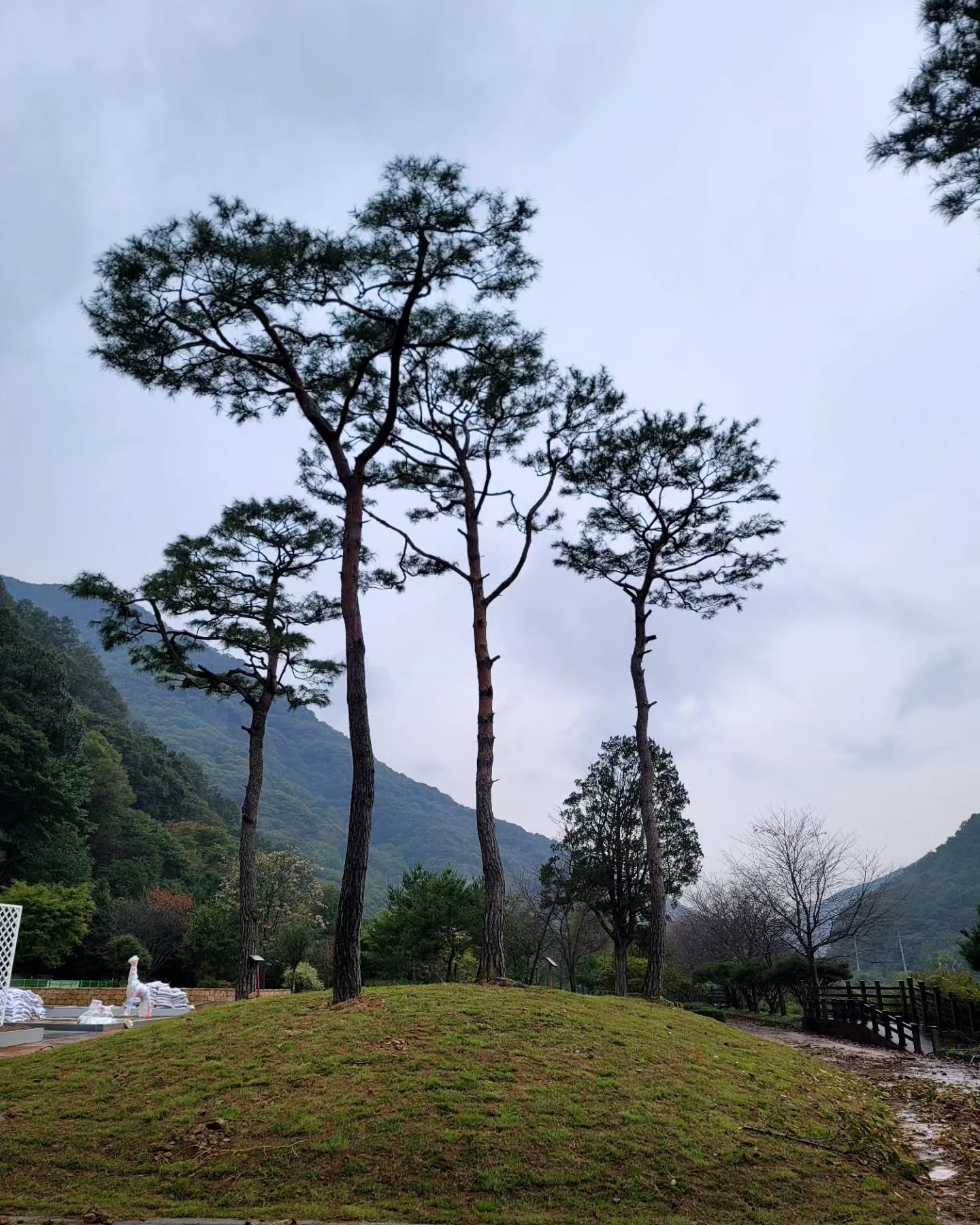 요즘 전주에서 3개월째 조경 배우는중~🏞

자연을 푸르게~~ 푸르게~~~

평생 공주처럼🧚‍♀️ 살다가 새벽부터 일하니 보람 있어요 ㅎ

새벽부터 시작해도 하루가 짧군요🥰

작년에는 굴삭기 , 지게차 배우고

올해는 조경 배우기~~

대구는 한달 3번 시간날때 잠깐 잠깐 갑니다~🥰

ㅎㅎ 보고싶어두 참앙~😍

우리 강아지들 보고싶어 내가 미친당 ㅠ