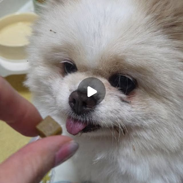 송이 on Instagram: "#광고 @relax_pets 출근하거나 외출할 때마다 애들 두고 나오는 거 좀 마음 쓰이는데 요즘 나가기 전에 미안한 마음으로 하나씩 주고 있는 간식이에요! 🍠 출근 전, 외출 전에