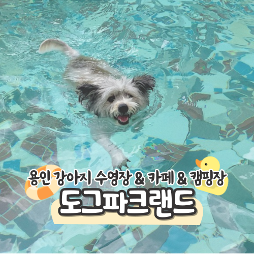 서울근교 강아지 수영장 & 애견카페 & 캠핑장 도그파크랜드 댕댕이를 위한 복합시설