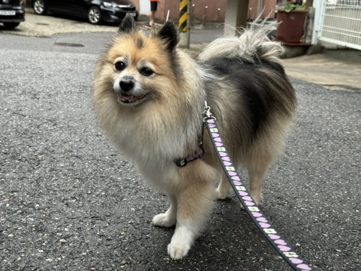 [아카나 라이트 앤 피트] 8kg 강아지의 건강한 다이어트 사료 추천!
