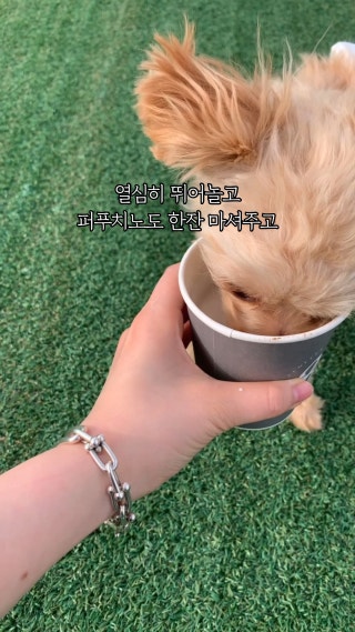 #기장카페#기장애견동반카페#부산강아지운동장
날 좋은날 반려견이랑 같이 힐링 하기 좋은 기장 카페
헤이스테이 다녀왔어요 🐾 : 클립