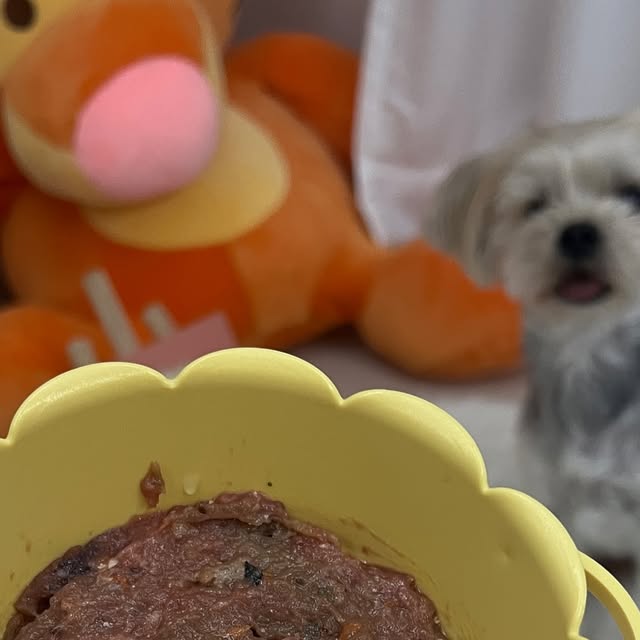 몰리 on Instagram: "#협찬 #제품제공

몰리가 이번에 바프독 생식을 경험해봤어요💕

들어가는 재료를 선택할 수 있어
알레르기가 있는 친구들도 알맞은 레시피로 선택할 수 있단 사실-!

중성화 여부, 몸무게, 건강 상태에 따라
맞춰서 만들어 주신답니다🫢

기호성은 말해모해,,,
몰리가 진짜 너무 잘먹더라구요❤️

생식 경험해보고 싶은 친구들-!
바프독 맞춤 생식 하프플랜으로 경험해 보는거 어때요?
👉 @barfdog_official"