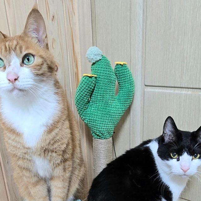 냥이애호가 on Instagram: "#광고 #협찬

🐈 삼냥이가 나이를 먹으면서 관절염이 오게 되었고
높은곳보다는 낮은 공간에서 지내는걸 선호해서 노령묘를 위해 높은곳은 없애고 낮은 용품 위주로 놔두고 있는데요

평소에 바스켓 공간을 좋아해서 놔두고는 싶으나 대부분 높이가 높아서 망설이다가 꽁냥꽁냥제이 미니 캣타워를 발견하고 마련하게 되었어요

위에 있는 전망대와 스크래쳐 선인장 , 점프대는 서로 위치를 바꿀수있어서 고양이가 선호하는 위치로 바꿀수있다는 장점이 있다보니 수시로 위치를 바꿔가며 편하게 쉴수있는 공간을 만들어주고 있어요

성묘들도 좋아하지만 아깽이들이 좋아할만한게 다 모여있어서 스크래쳐에 매달려있거나 공놀이를 하고 잠을 잘수있는 공간에서 뛰어놀면서 잘 사용할것같아요^^
 2개월 아깽이의 첫 캣타워를 찾고 있다면 추천해드리고 싶어요 

#꽁냥꽁냥제이 #고양이스크래쳐 #고양이캣타워 #고양이장난감 #고양이스크래처"