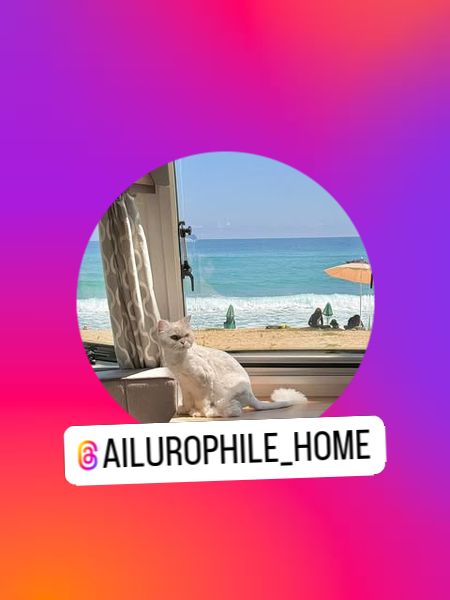 여행ㅣ물질ㅣ캠핑ㅣ집사 ⋆◡̎⋆ (@ailurophile_home) • Instagram photos and videos