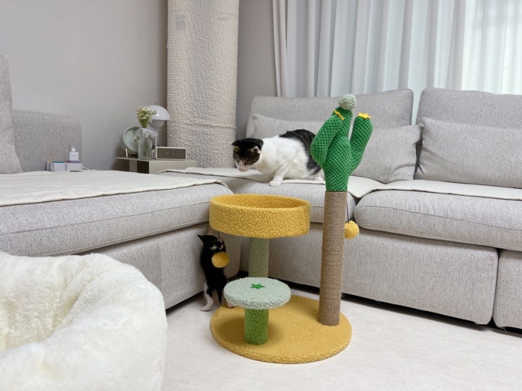 아기고양이 캣타워, 꽁냥꽁냥제이 고양이 스크래쳐 미니 캣폴