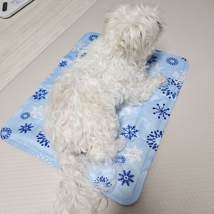 [리뷰] 시원하게 여름보내기, 더글러스 강아지 쿨매트